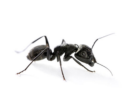 5 tips om mieren diervriendelijk je huis uit te jagen…