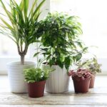 Planten terrariums hoe maak je het?